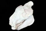 Oreodont (Eporeodon) Skull - South Dakota #77816-5